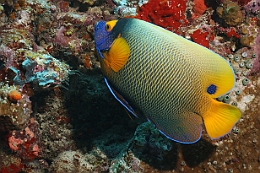 Sipadan_2015_Poisson ange empereur_Pomacanthus Imperator_IMG_3254_rc